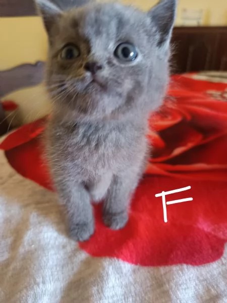 Adorabili British shortair  | Foto 5