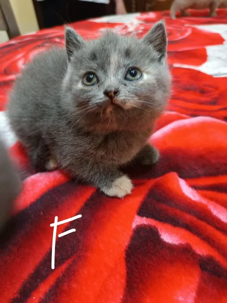 Adorabili British shortair  | Foto 4