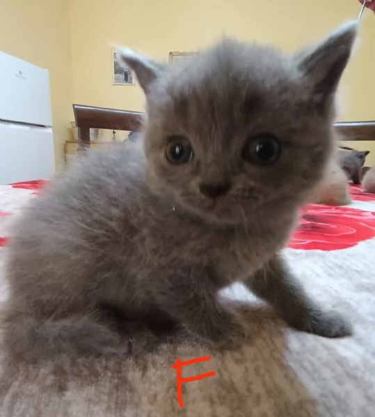 Adorabili British shortair  | Foto 3