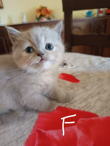 Adorabili British shortair  | Foto 2