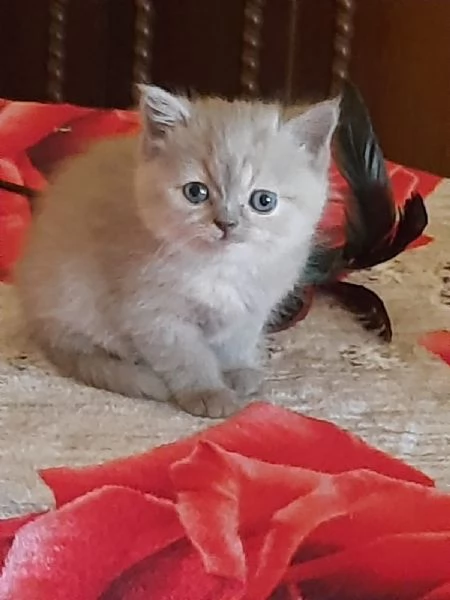 Adorabili British shortair  | Foto 0