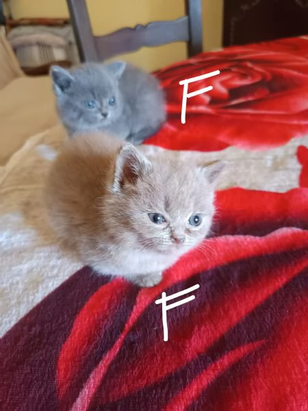 Adorabili gattini British  | Foto 6