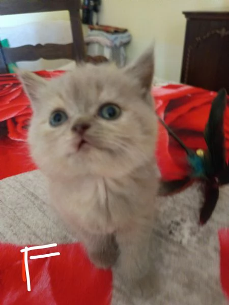 Adorabili gattini British  | Foto 5