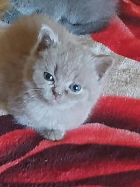 Adorabili gattini British  | Foto 3