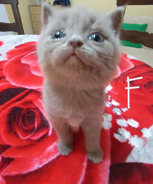 Adorabili gattini British  | Foto 0