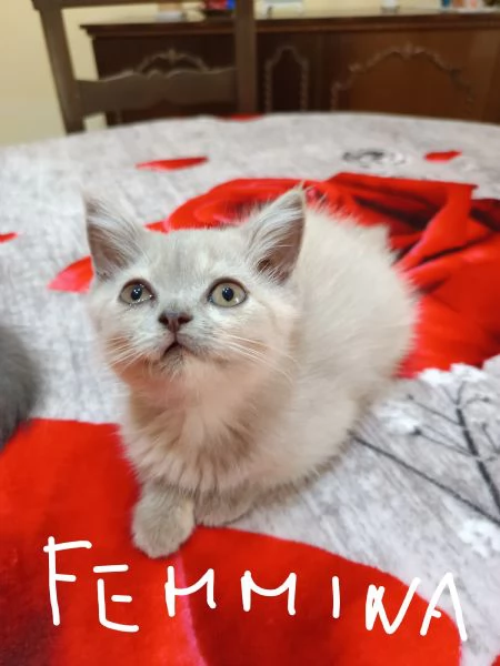 Adorabili British shortair  | Foto 6