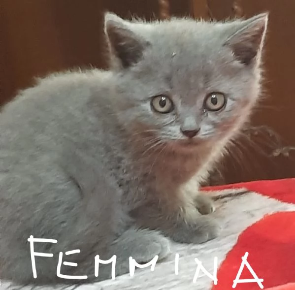 Adorabili British shortair  | Foto 5