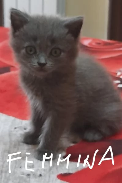 Adorabili British shortair 