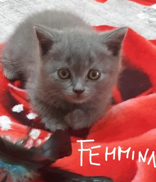 Adorabili British shortair  | Foto 4