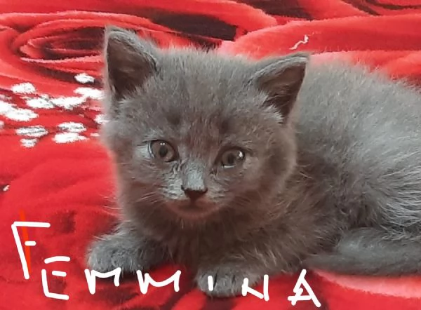 Adorabili British shortair  | Foto 3