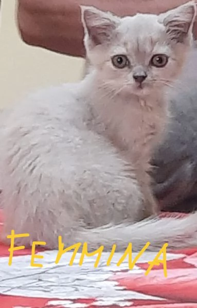 Adorabili British shortair  | Foto 1
