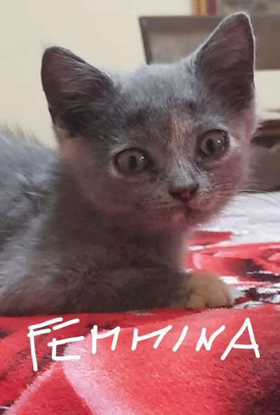 Adorabili British shortair  | Foto 0