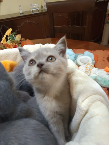 Adorabili British shortair  | Foto 6