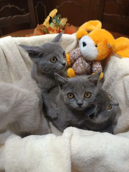Adorabili British shortair  | Foto 5