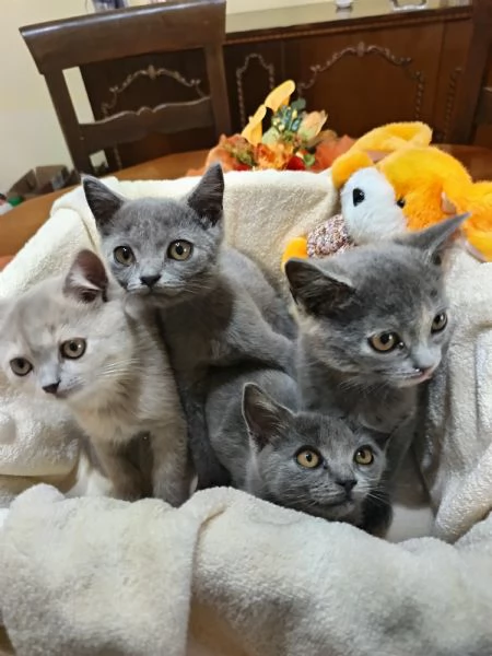 Adorabili British shortair  | Foto 4