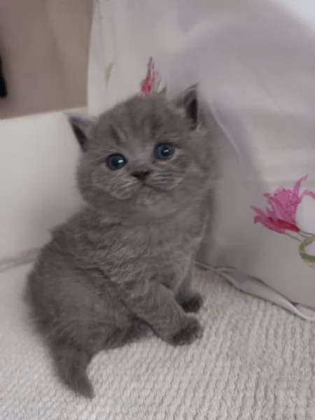 Adorabili gattini British shortair  | Foto 6