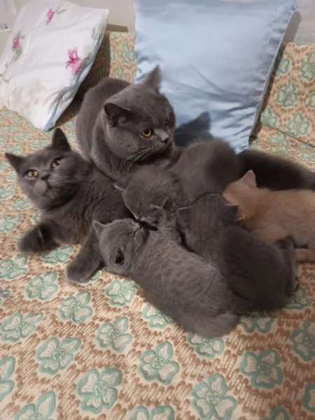 Adorabili gattini British shortair  | Foto 5