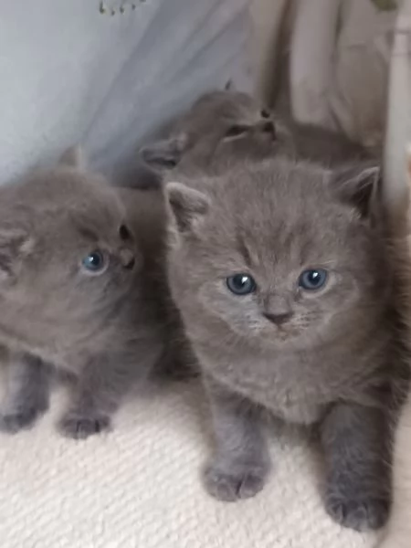 Adorabili gattini British shortair  | Foto 4