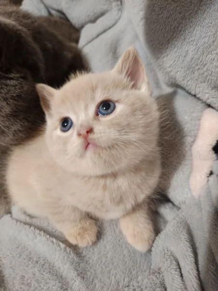 Adorabili gattini British shortair  | Foto 3