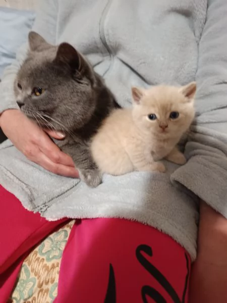 Adorabili gattini British shortair  | Foto 2