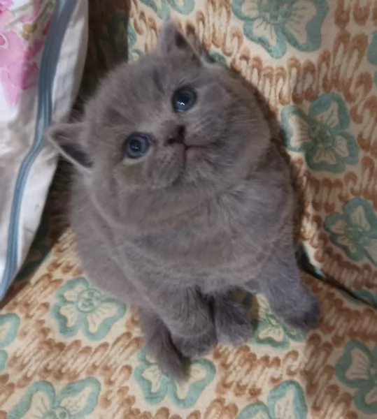 Adorabili gattini British shortair 