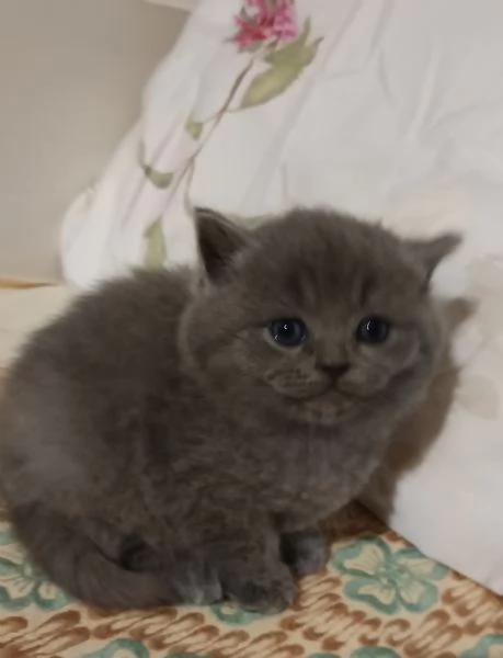 Adorabili gattini British shortair  | Foto 1