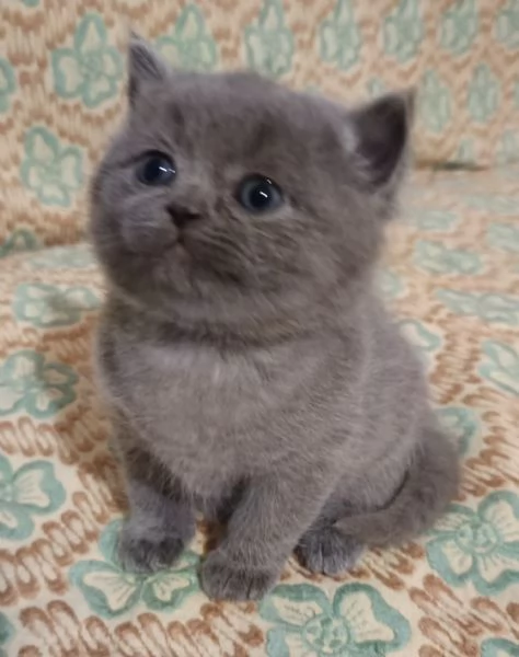 Adorabili gattini British shortair  | Foto 0