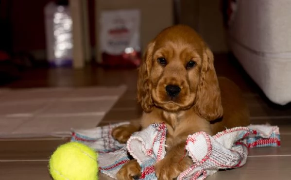 disponibili stupendi cuccioli cocker spaniel inglese