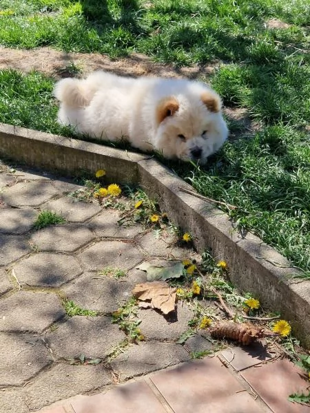 fantastici chow chow maschi e femmine creme | Foto 2