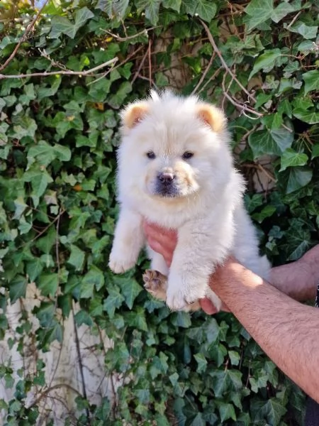 fantastici chow chow maschi e femmine creme