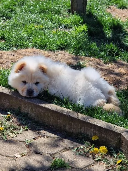fantastici chow chow maschi e femmine creme | Foto 1