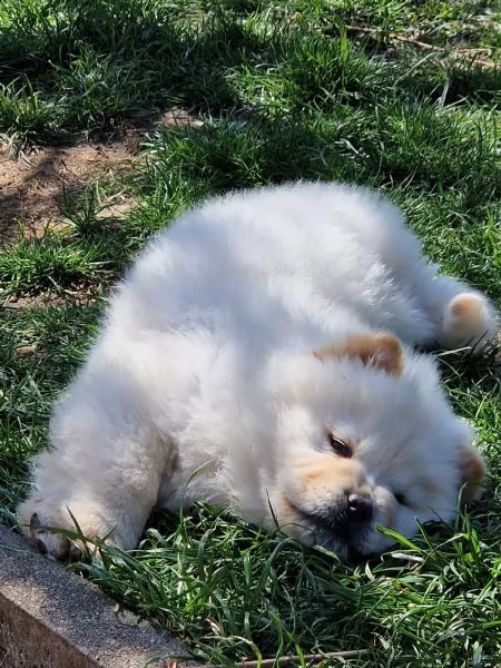fantastici chow chow maschi e femmine creme | Foto 0