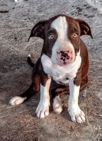 cuccioli di pitbull disponibili | Foto 2