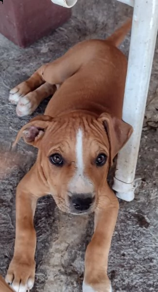 cuccioli di pitbull disponibili