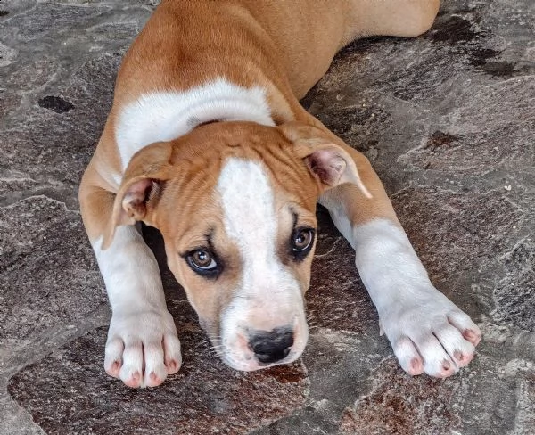 cuccioli di pitbull disponibili | Foto 1
