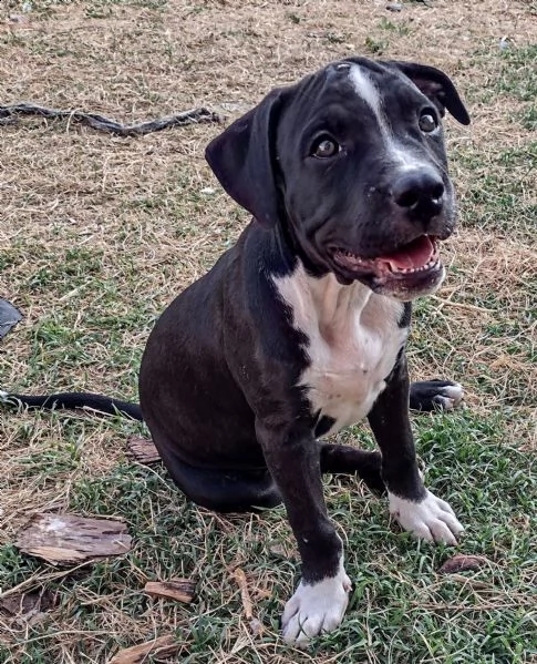 cuccioli di pitbull disponibili | Foto 0