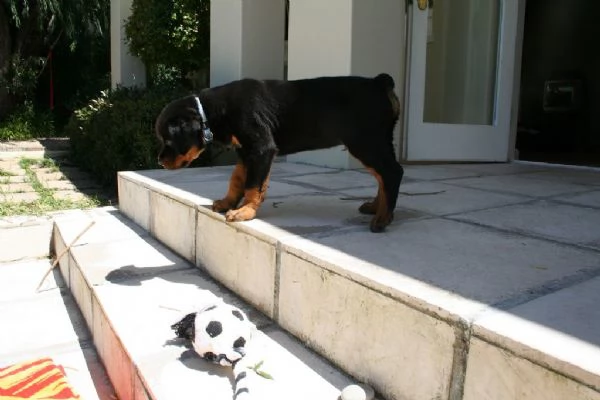 rottweiler cuccioli disponibili