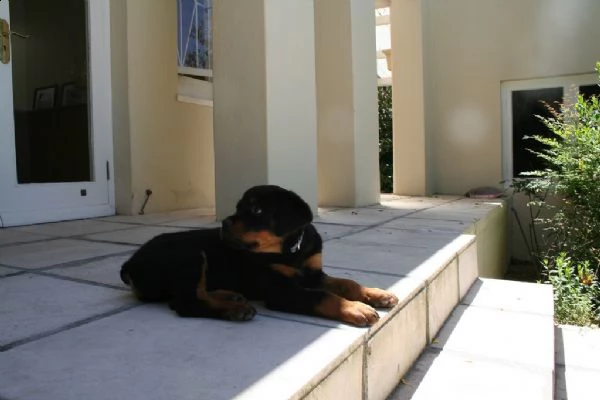 rottweiler cuccioli disponibili | Foto 2