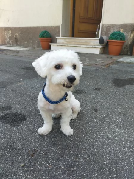 maltese 1 anno meraviglioso