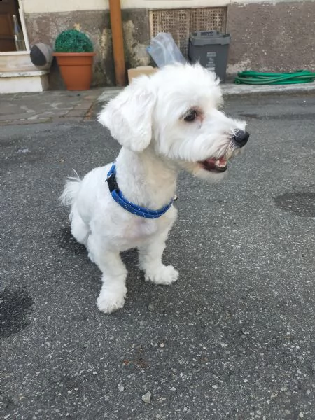 maltese 1 anno meraviglioso | Foto 1