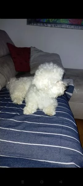 maltese 1 anno meraviglioso | Foto 0
