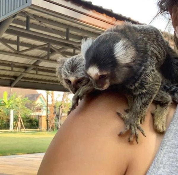 adorabili scimmie marmoset allevate a mano. | Foto 0
