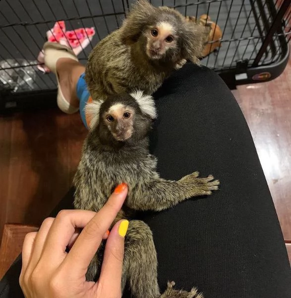 adorabili scimmie marmoset allevate a mano.
