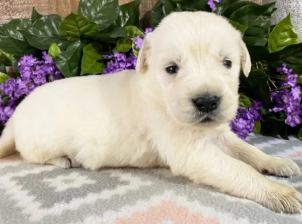 regalo cuccioli labrador