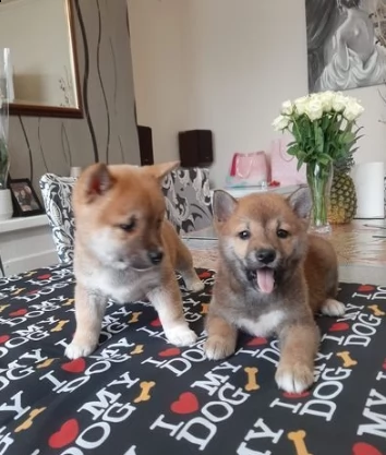 adorabili cuccioli di shiba inu