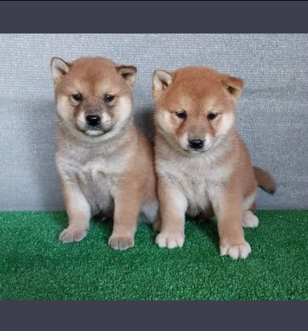 adorabili cuccioli di shiba inu | Foto 0