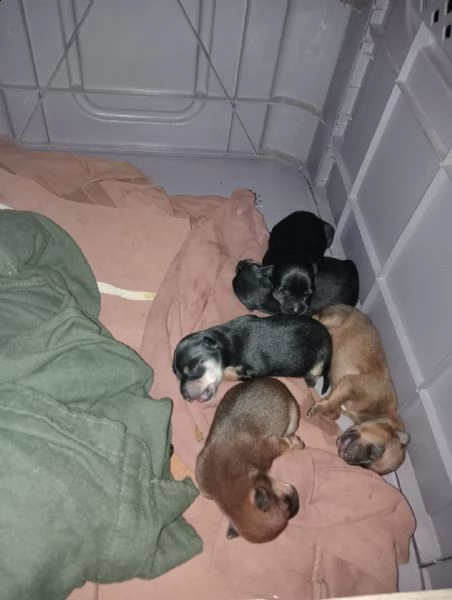 cuccioli di pincher