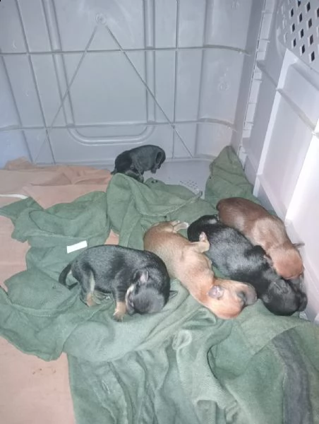 cuccioli di pincher | Foto 0