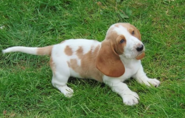 cuccioli bassotto