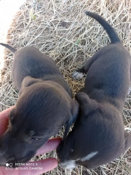 cuccioli taglia media | Foto 1